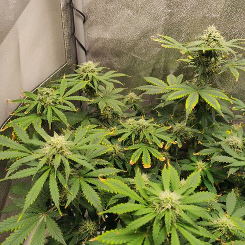 OG Kush Autoflowering growlog timeline photo