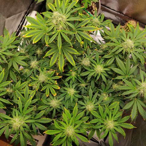 OG Kush Autoflowering growlog timeline photo