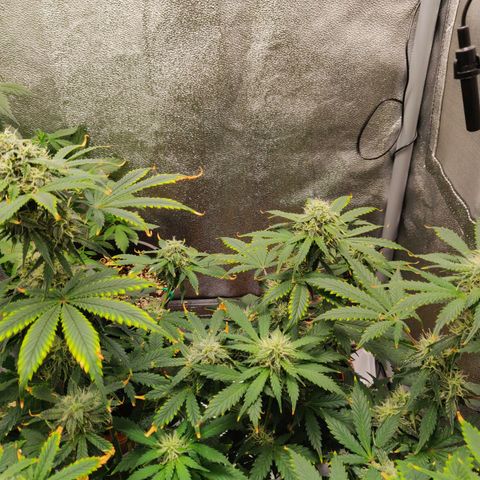 OG Kush Autoflowering growlog timeline photo