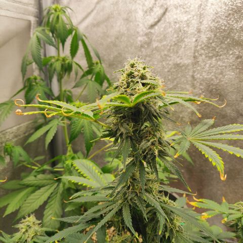 OG Kush Autoflowering growlog timeline photo