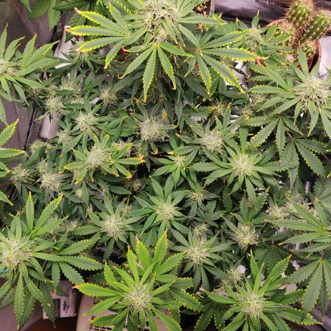 OG Kush Autoflowering growlog timeline photo