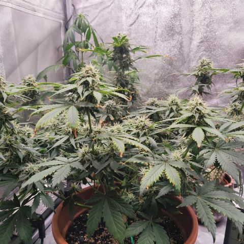 OG Kush Autoflowering growlog timeline photo