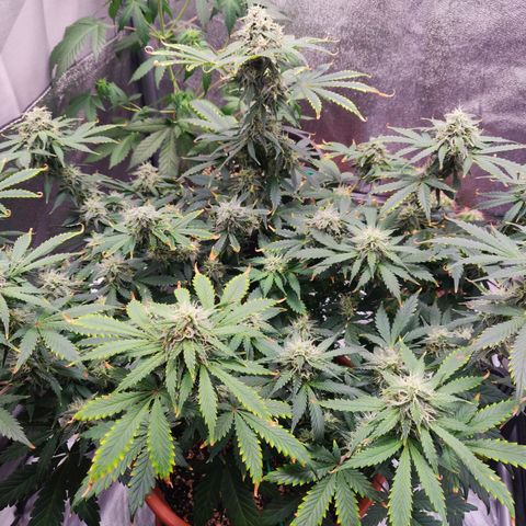 OG Kush Autoflowering growlog timeline photo