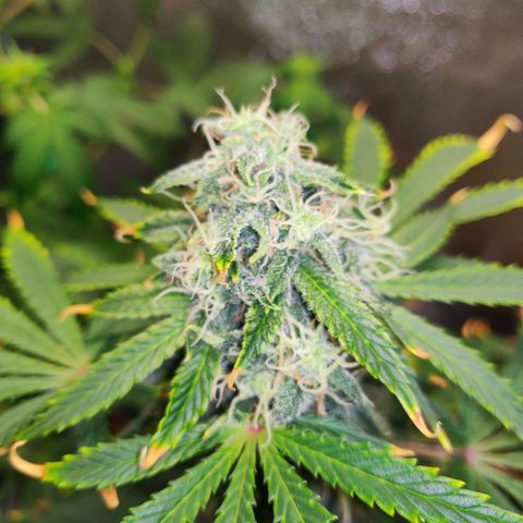 OG Kush Autoflowering growlog timeline photo