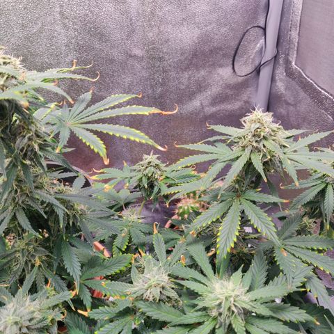 OG Kush Autoflowering growlog timeline photo