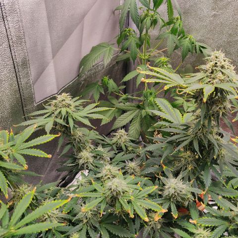 OG Kush Autoflowering growlog timeline photo