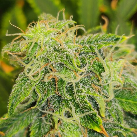 OG Kush Autoflowering growlog timeline photo
