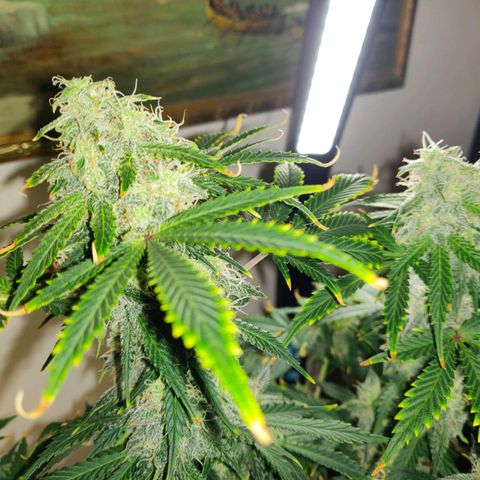 OG Kush Autoflowering growlog timeline photo