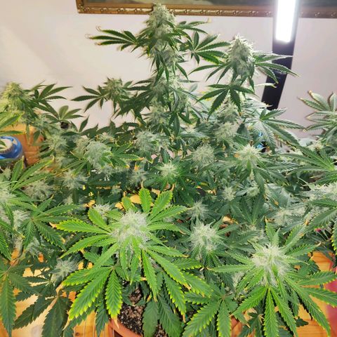 OG Kush Autoflowering growlog timeline photo
