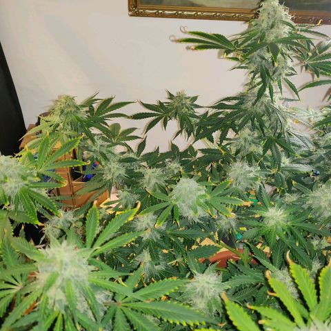 OG Kush Autoflowering growlog timeline photo