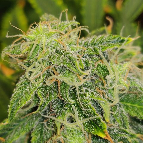 OG Kush Autoflowering growlog timeline photo