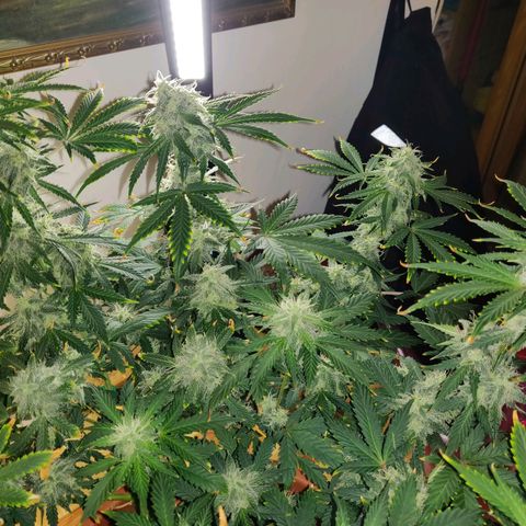 OG Kush Autoflowering growlog timeline photo