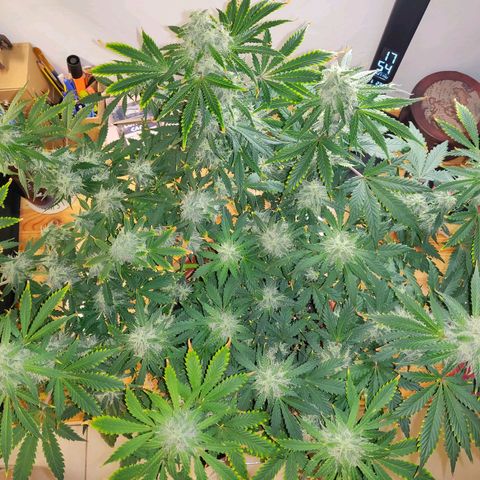 OG Kush Autoflowering growlog timeline photo