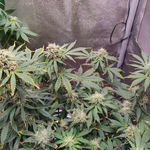 OG Kush Autoflowering growlog timeline photo