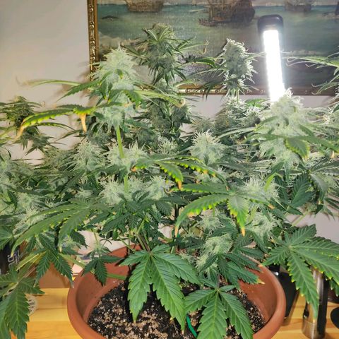 OG Kush Autoflowering growlog timeline photo