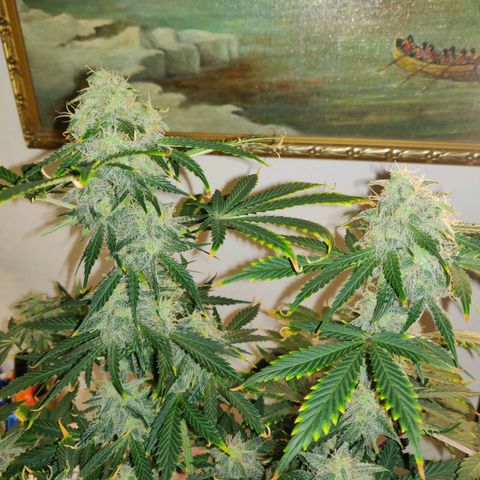 OG Kush Autoflowering growlog timeline photo