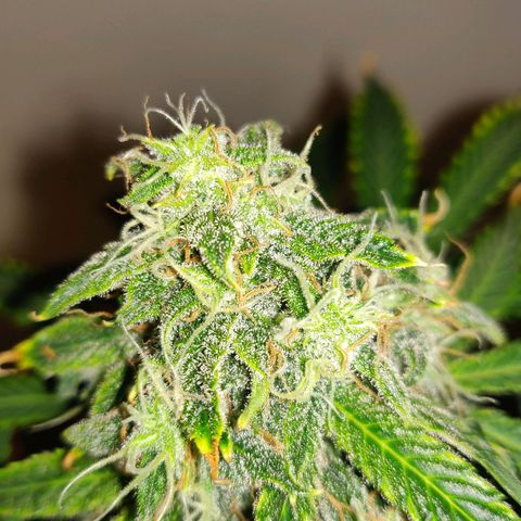 OG Kush Autoflowering growlog timeline photo