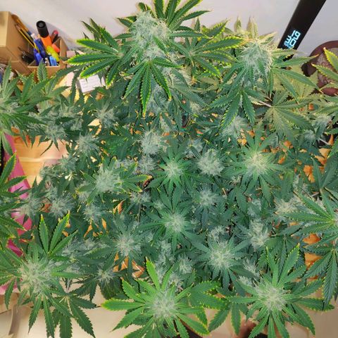 OG Kush Autoflowering growlog timeline photo