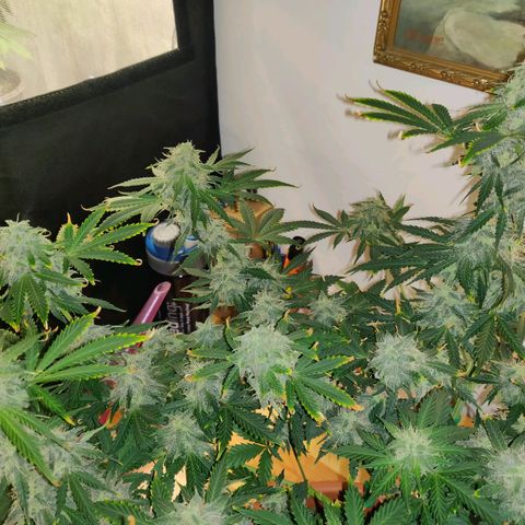 OG Kush Autoflowering growlog timeline photo