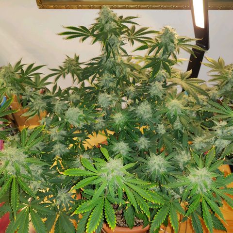 OG Kush Autoflowering growlog timeline photo