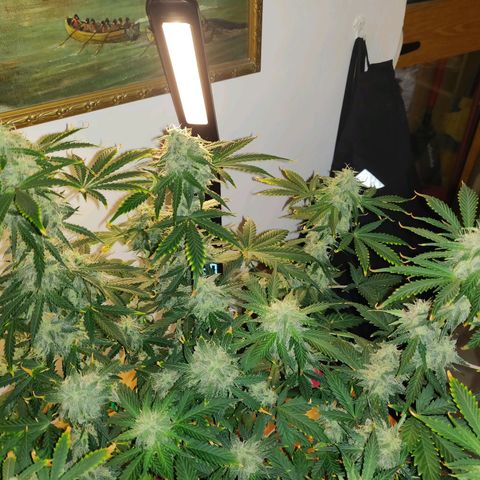OG Kush Autoflowering growlog timeline photo