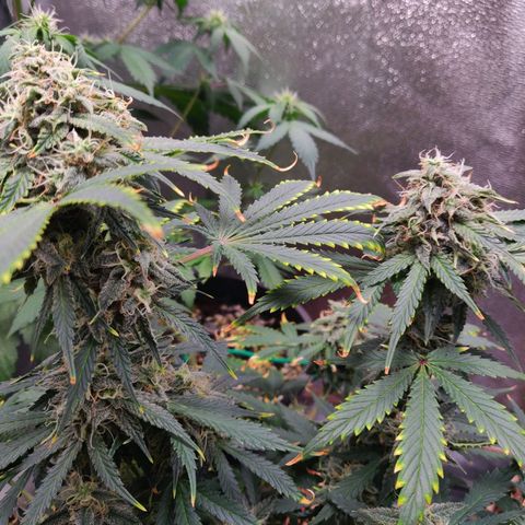 OG Kush Autoflowering growlog timeline photo