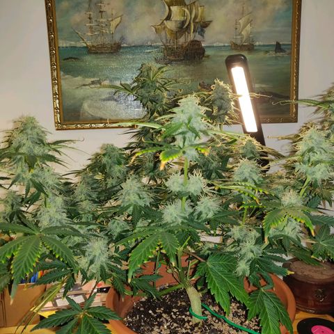 OG Kush Autoflowering growlog timeline photo