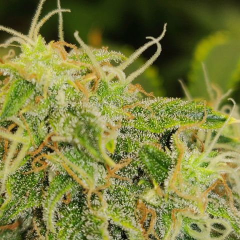 OG Kush Autoflowering growlog timeline photo