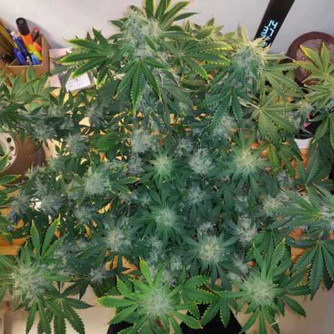 OG Kush Autoflowering growlog timeline photo