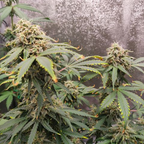 OG Kush Autoflowering growlog timeline photo