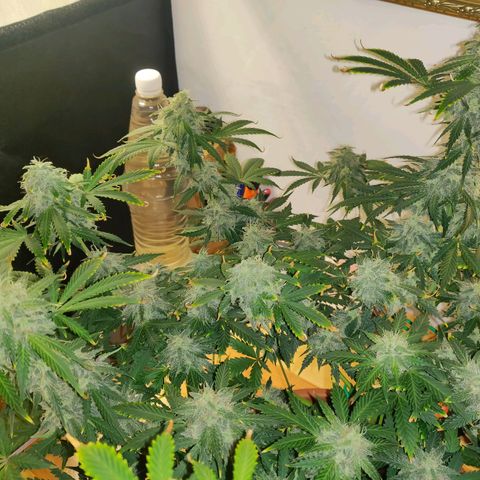OG Kush Autoflowering growlog timeline photo