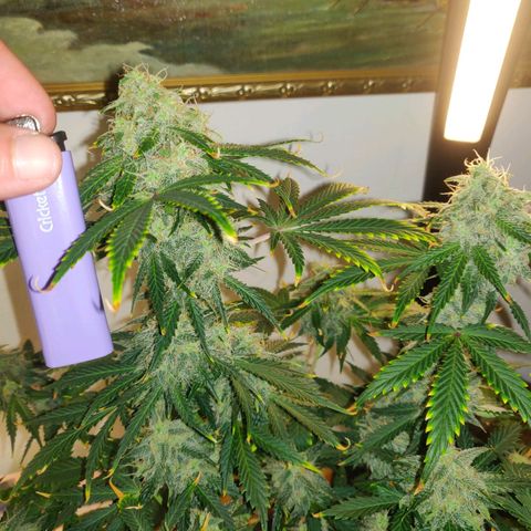 OG Kush Autoflowering growlog timeline photo