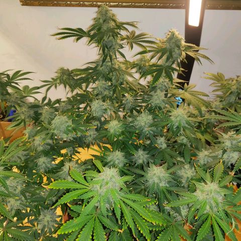 OG Kush Autoflowering growlog timeline photo