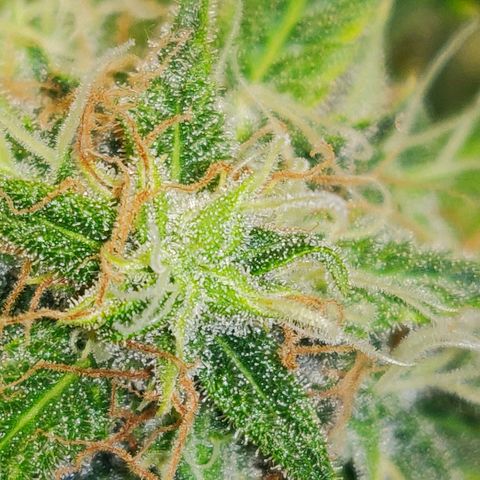 OG Kush Autoflowering growlog timeline photo