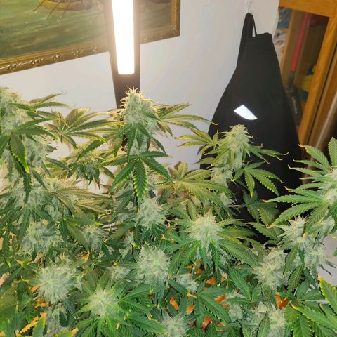 OG Kush Autoflowering growlog timeline photo