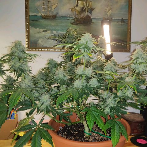 OG Kush Autoflowering growlog timeline photo