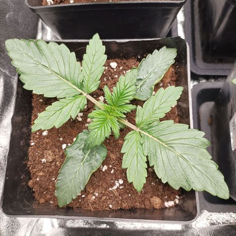Stress Killer #1 growlog timeline photo