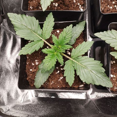 Stress Killer #1 growlog timeline photo