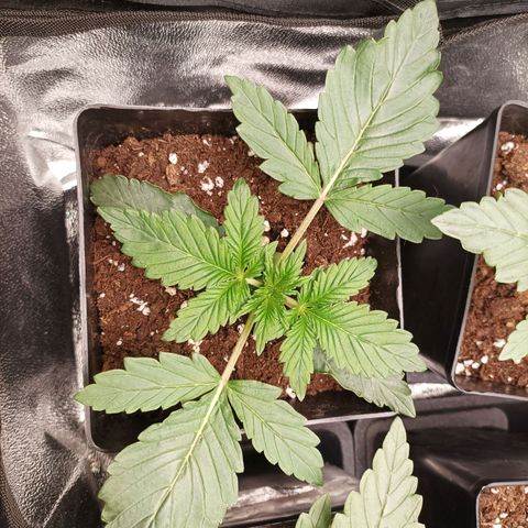 Stress Killer #1 growlog timeline photo
