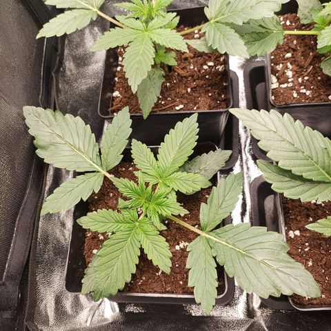 Stress Killer #1 growlog timeline photo