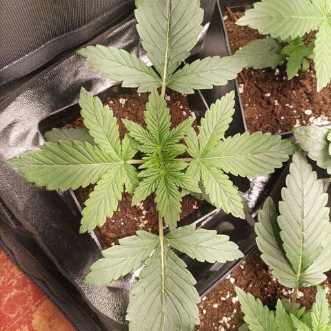 Stress Killer #1 growlog timeline photo