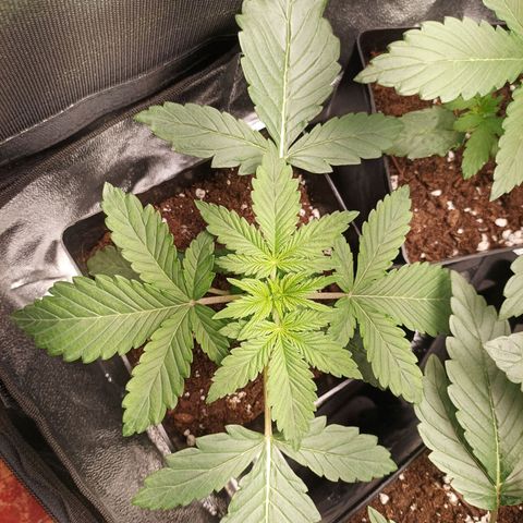Stress Killer #1 growlog timeline photo