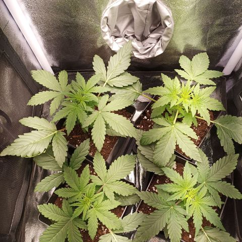 Stress Killer #1 growlog timeline photo