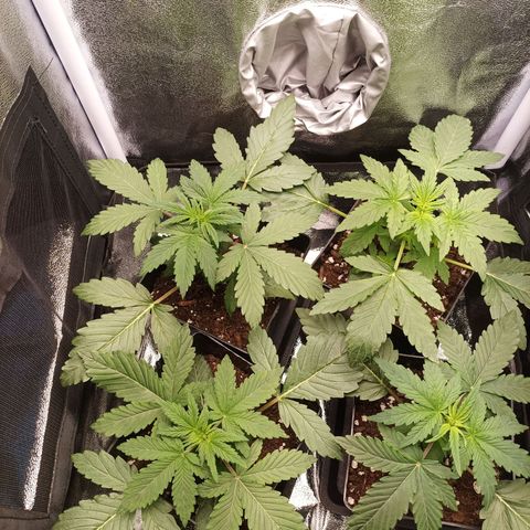 Stress Killer #1 growlog timeline photo