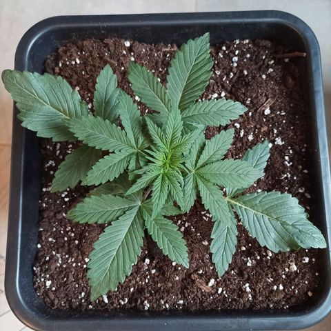 Stress Killer #1 growlog timeline photo