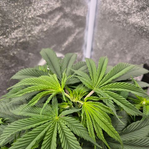 Northern Lights growlog photo: Dia do topping e óleo de neem