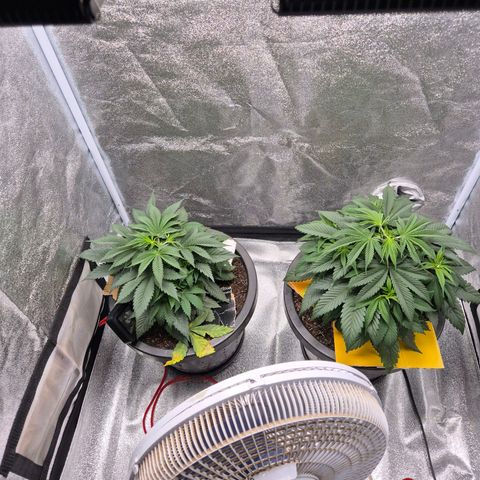 Northern Lights growlog photo: Dia do topping e óleo de neem