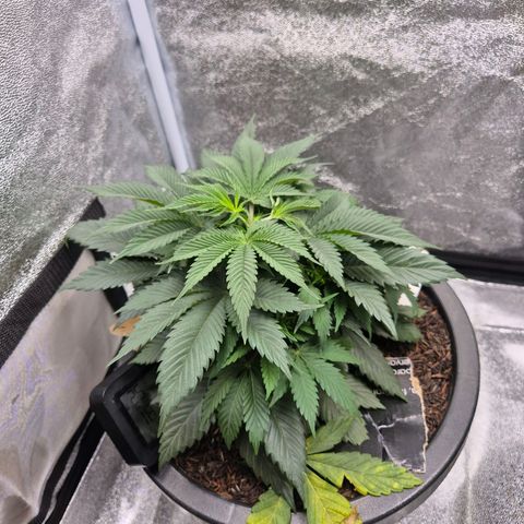 Northern Lights growlog photo: Dia do topping e óleo de neem