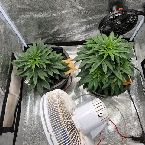 Northern Lights growlog photo: Pós rega