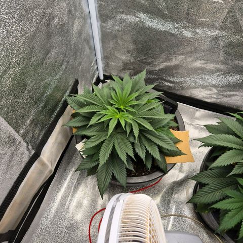 Northern Lights growlog timeline photo